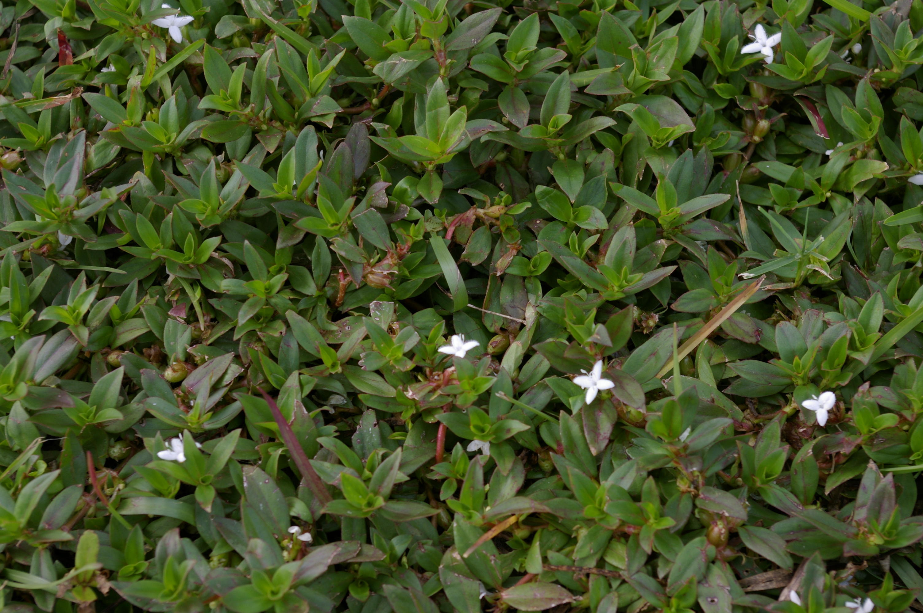 Virginia Buttonweed 